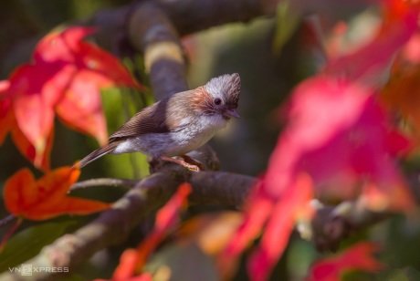 Bach Ma National Park Bird Tour 3 Days